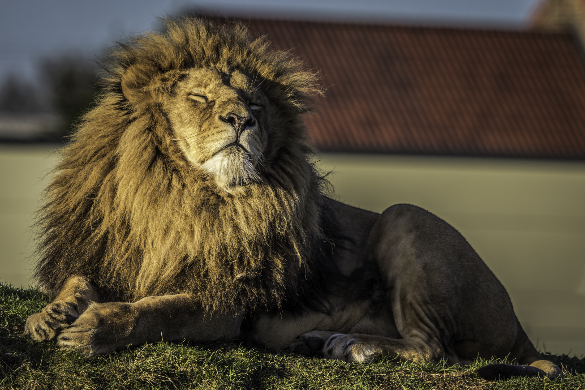 Yorkshire Wildlife Park Lion