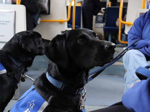 Two support dogs on a tram