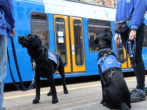 Two assistance dogs at a Supertram stop