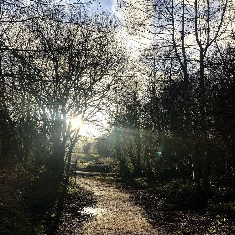 Woodland pathway with low winter sun through the trees